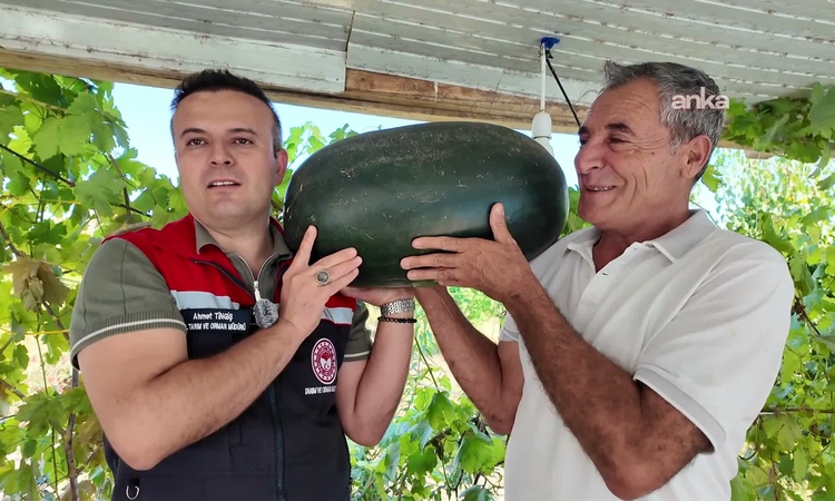 Iğdır'da 40 kilograma yaklaşan karpuz yetiştirildi | İşte Tüm Ayrıntılar