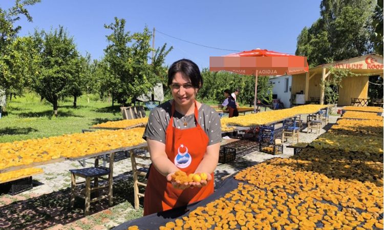 Ayrıntılar Netleşti: Iğdırlı kadınlar, kayısıyı güneşte kurutup ekonomiye kazandırıyor - Haberleri | İşte Tüm