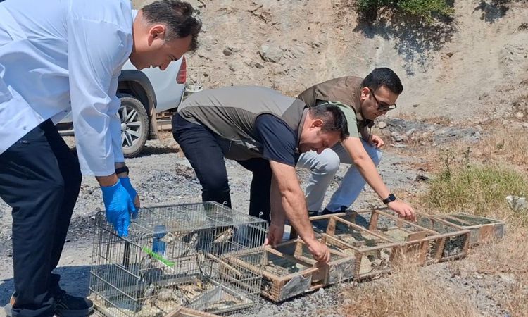 Kaçak Saka Kuşu Avına Büyük Ceza - Son Dakika | İşte Tüm Ayrıntılar