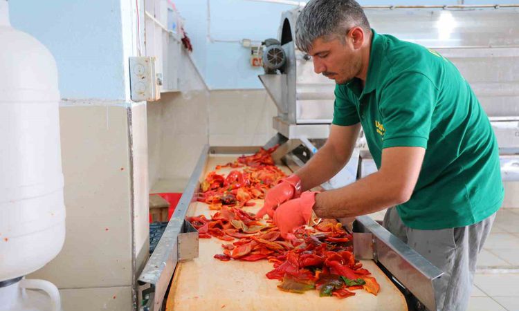 Son Gelişme: Kahramanmaraş'ta kışlık salça mesaisi resmen start aldı - Son Dakika: Gelişmeler Takip Ediliyor