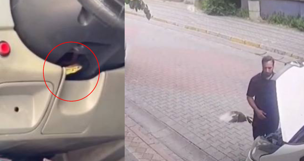 Gündemden Son Bilgiler: Kaputun altından kuş, direksiyondan kertenkele çıktı! Neye uğradığını şaşırdı - Son Da