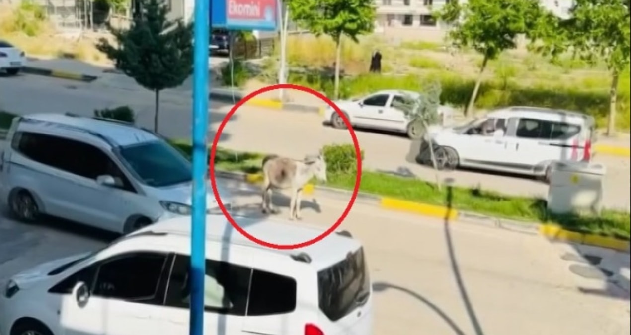 Gündemden Son Bilgiler: Kara yoluna çıkan başıboş eşek trafiği aksattı - Son Dakika | İşte Tüm Ayrıntılar