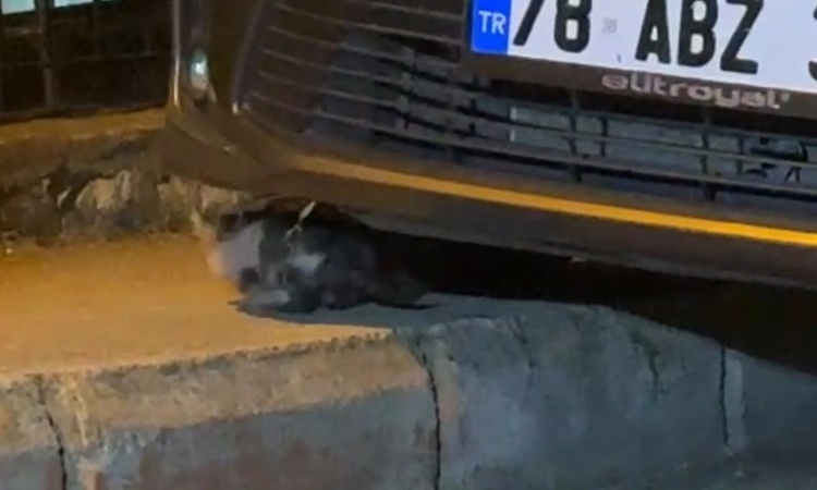 Karabük'te motor bölümüne sıkışan yavru kedi itfaiye ekiplerince kurtarıldı