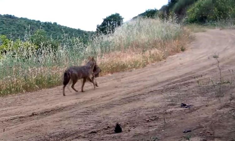 Karaca, kurt, porsuk ne ararsan var... Ağzında karaca taşırken görüntülendi - Haberleri: Gelişmeler Takip Edil