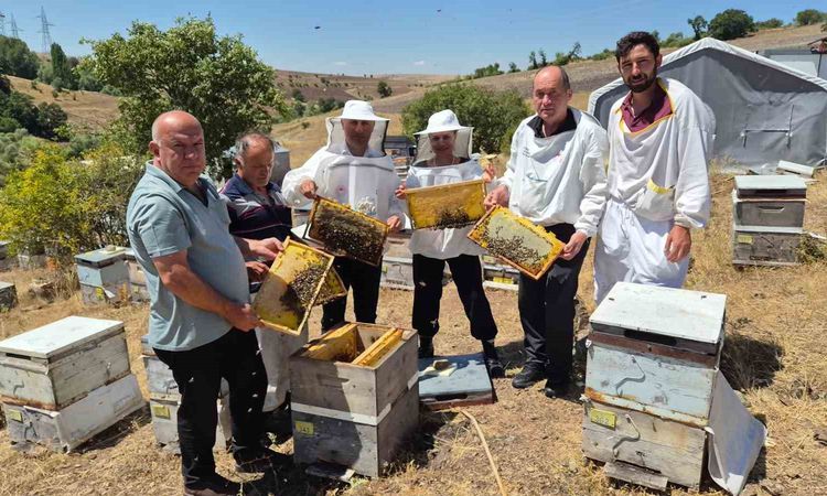 Kritik Açıklama: Karadeniz arısında verim ve varroa direnci için ıslah projesi - Son Dakika ve Merak Edilenler