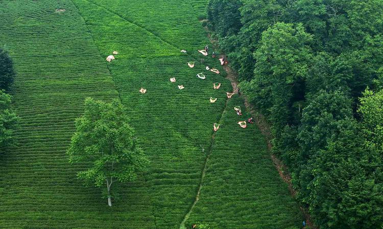 The difficult journey of tea in the Black Sea - Breaking News