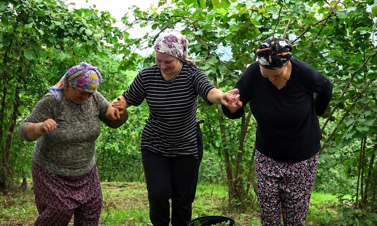 Ayrıntılar Netleşti: Karadeniz'de horonlu türkülü fındık hasadı - Haberleri ve Merak Edilenler