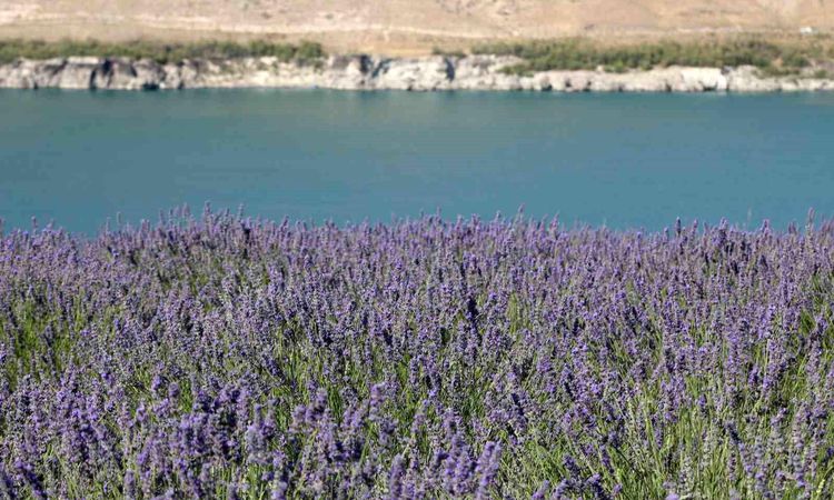 Acıgöl and lavender garden in Karapınar became a popular destination - News