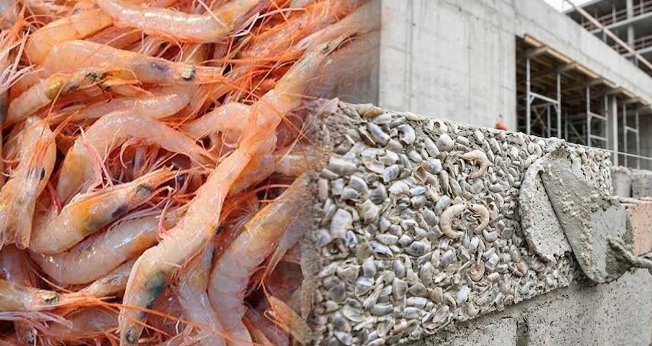 Shrimps will now be used instead of cement in construction - Breaking News