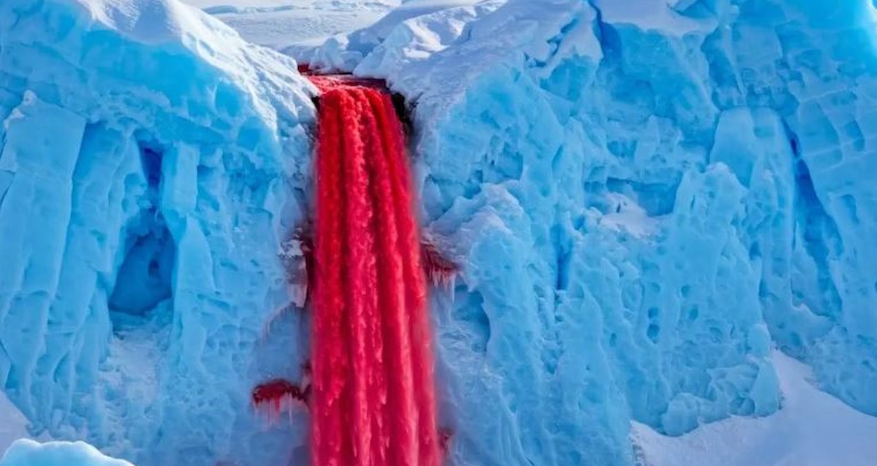 It flows red through the snow: Its pulse was caught for the first time - News