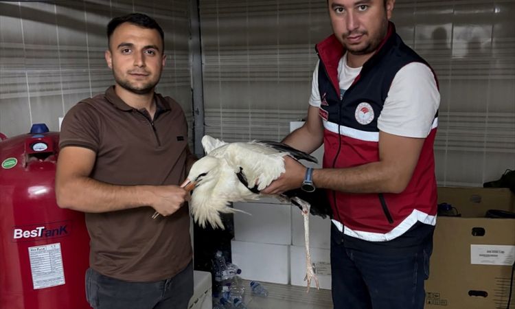 Son Gelişme: Kastamonu'da yaralı leylek koruma altına alındı - Son Dakika ve Merak Edilenler