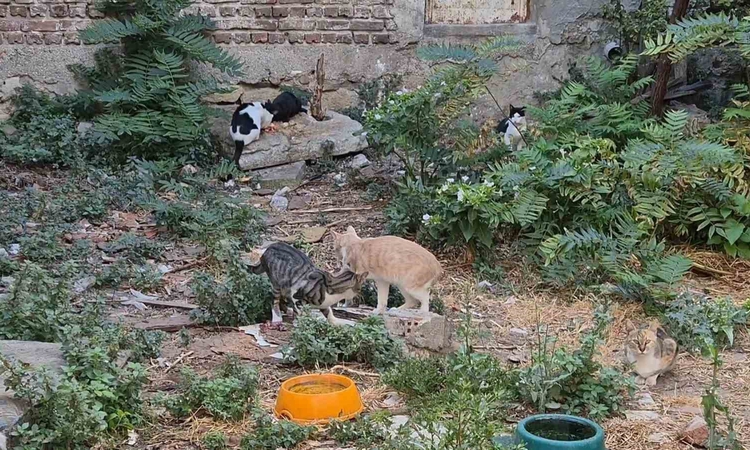 Bir kediyle resmen start aldı, kedi sokağına dönüştü | İşte Tüm Ayrıntılar