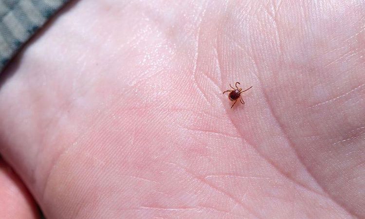 Kene aşısı çalışmaları ne durumda? ve Merak Edilenler