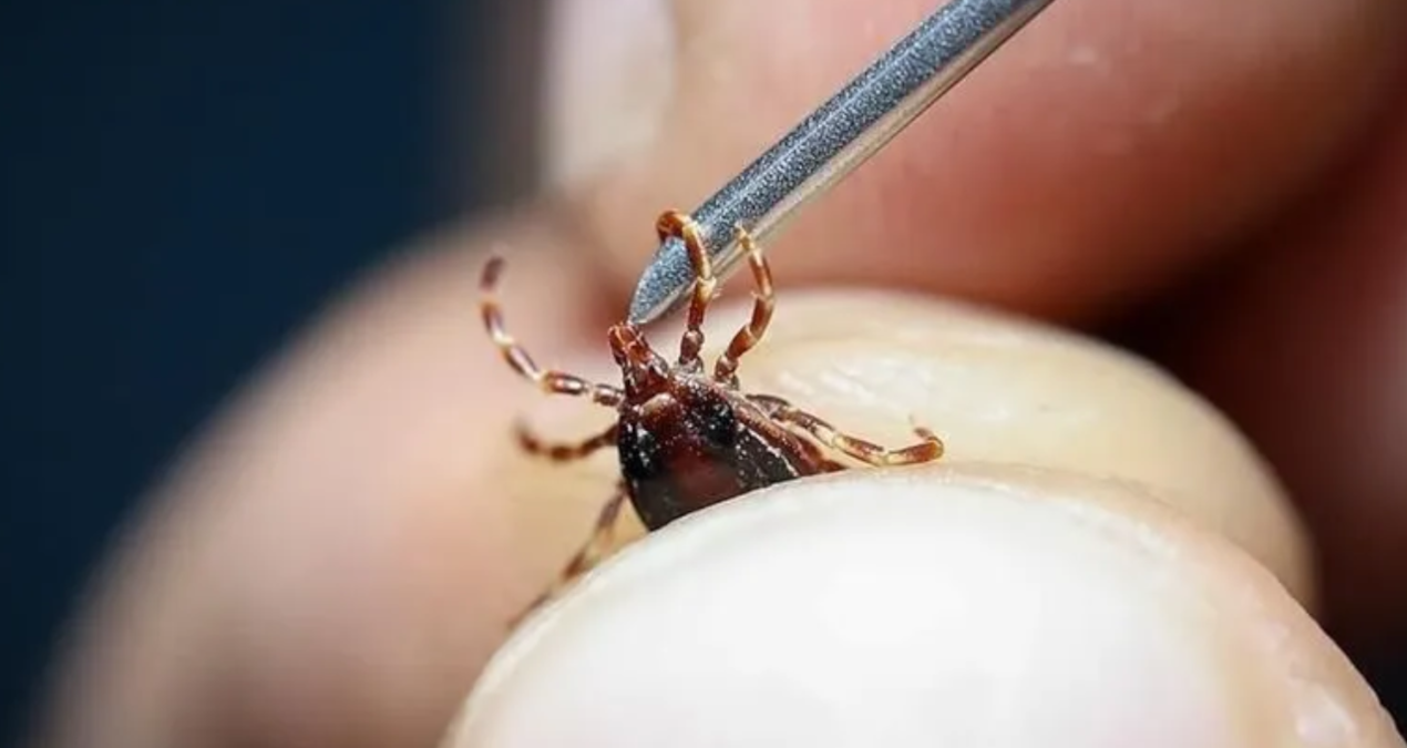 Tick ​​took another life in Sivas! - Latest News