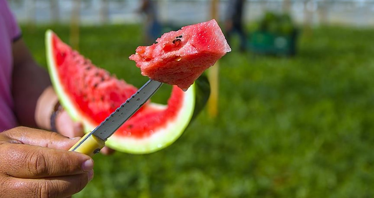If the watermelon you cut looks like this, throw it away immediately - News