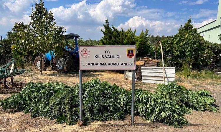 Kilis'te jandarma ekipleri, 40 kilo 500 gram esrar ve 65 kök kenevir ele geçirdi