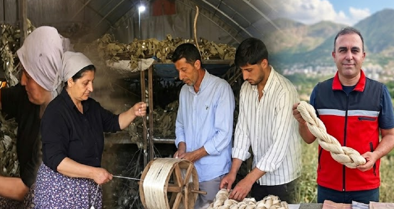 Kilosu altın değerinde: Hasadı resmen start aldı 12 ton rekolte bekleniyor - Son Dakika ve Merak Edilenler