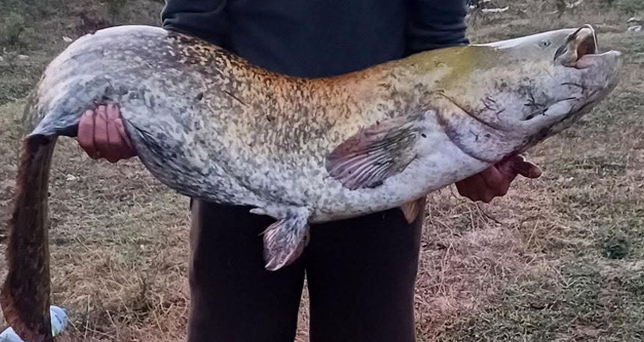 Some say it's amateur luck, some say it's talent... He caught 35 kilos as soon as he said 'Vira Bismillah' - Latest News