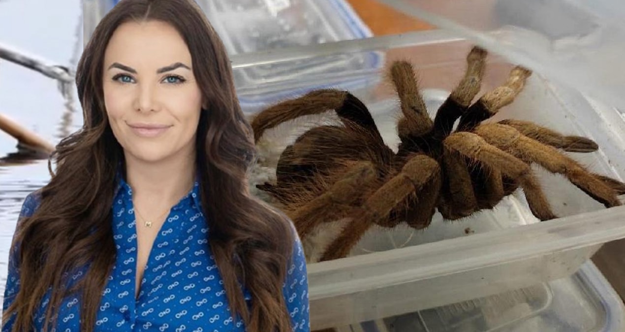 Sıcak Gündem: Kiracısına canlı tarantula attı, siyasi kariyeri bitti - Haberleri ve Merak Edilenler