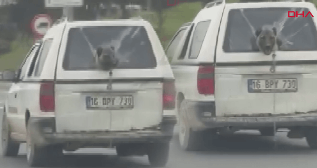 Gündemden Son Bilgiler: Kırık camdan etrafı izleyen köpek gülümsetti - Son Dakika
