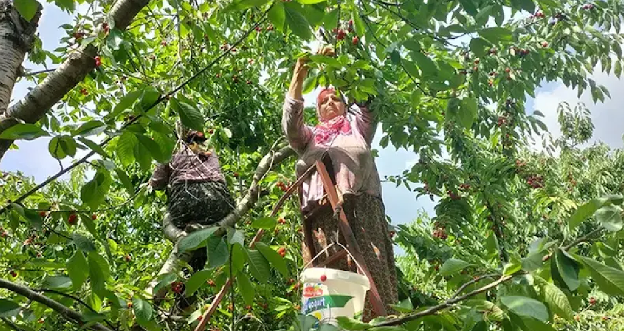 Gündemden Son Bilgiler: Kırmızı hasat resmen start aldı: 35 ülke almak için şimdiden sıraya girdi - En Son Hab