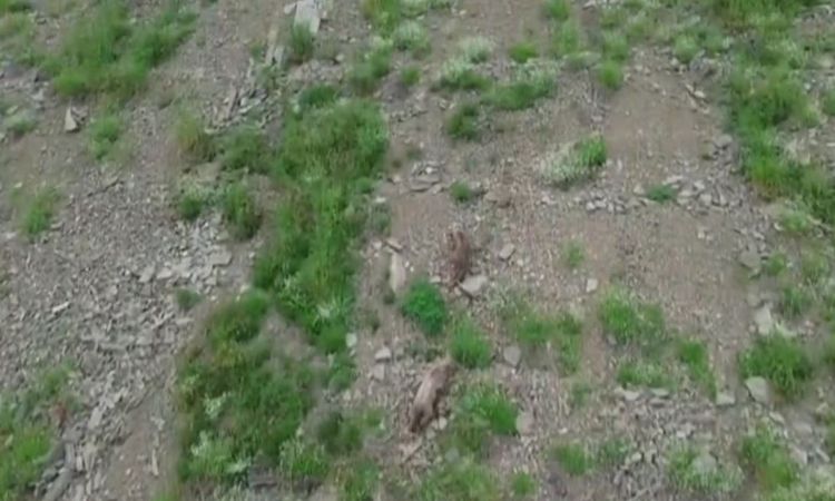 Bear searching for food in countryside flees after spotting drone.