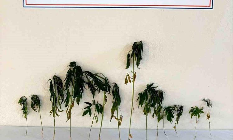 Cannabis planted in the garden was seized in Kırşehir - Breaking News