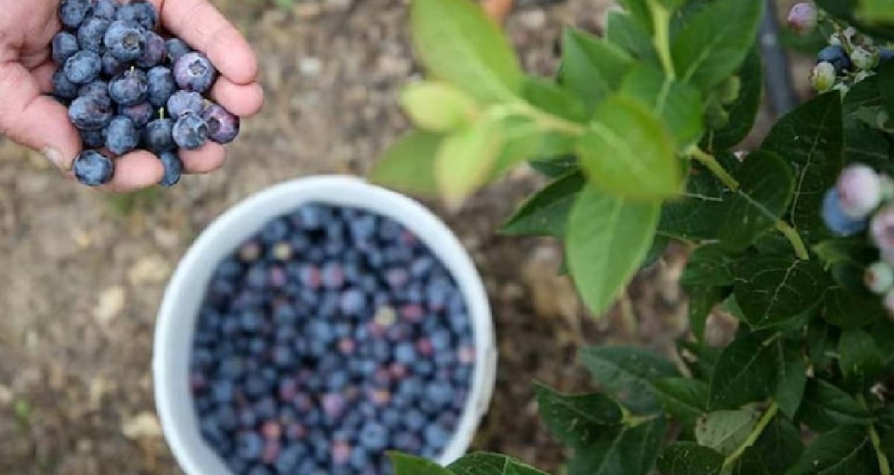 These people should never consume blueberries - Breaking News