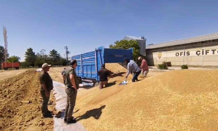 Konya’da TMO’dan 2 milyon tona yakın hububat alımı | İşte Tüm Ayrıntılar