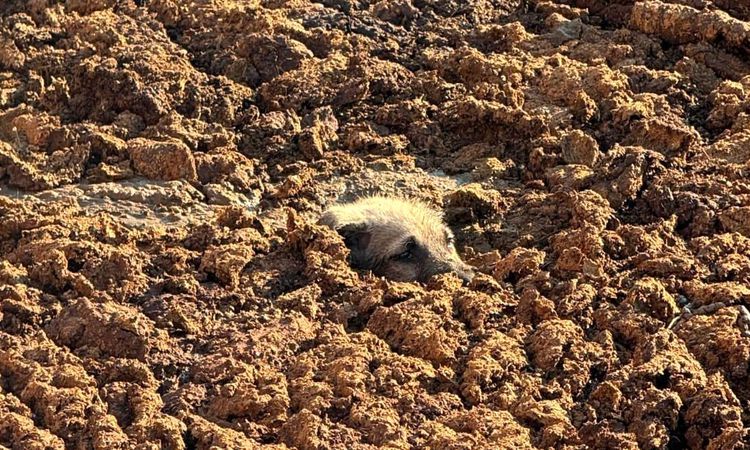 They saved the dog from drowning in the manure pit at the last minute - Last Minute