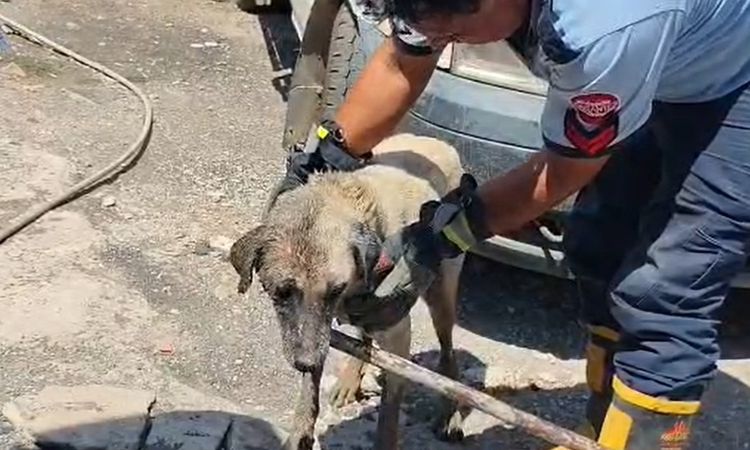 Ayrıntılar Netleşti: Köpek ve Yavruları Konteyner Altından Kurtarıldı - Son Dakika: Gelişmeler Takip Ediliyor
