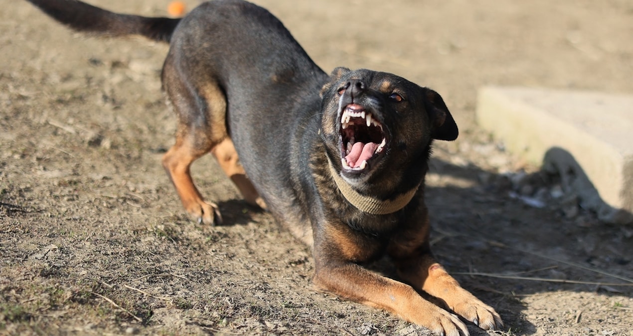 Ayrıntılar Netleşti: Köpeklere bunu sakın yapmayın! Anında saldırıya geçiyorlar - En Son Haber ve Merak Edilen