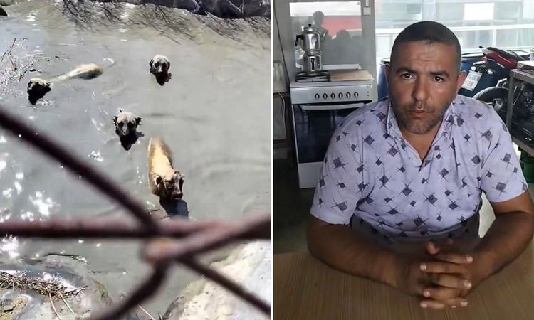 Sıcak Gündem: Köpekleri boğulmaktan kurturan vatandaşı işten kovdular - Son Dakika Haberleri ve Merak Edilenle