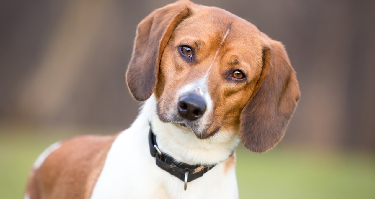 Gündemden Son Bilgiler: Köpeklerin başını yana eğerek size bakmasının asıl nedeni buymuş - Son Dakika Haberler