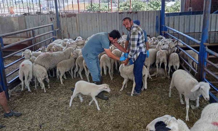 Köşk'te Küçükbaş Hayvanlar İçin Aşılama ve Küpeleme Çalışmaları Sürüyor - Son Dakika Haberleri | İşte Tüm Ayrı