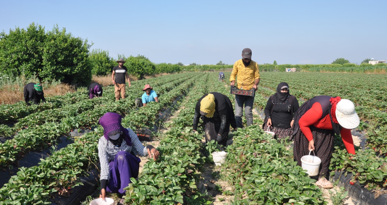 Kova kova hasat ediliyor: Kilosu 25 liradan dünyanın dört bir yanına gönderiliyor - Son Dakika ve Merak Edilen