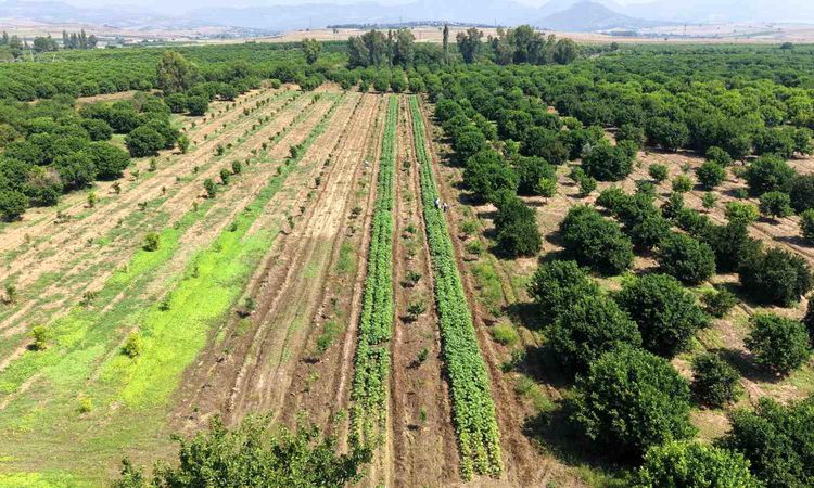 Okra harvest has started in Kozan, 150 TL per kilo in the field - Breaking News