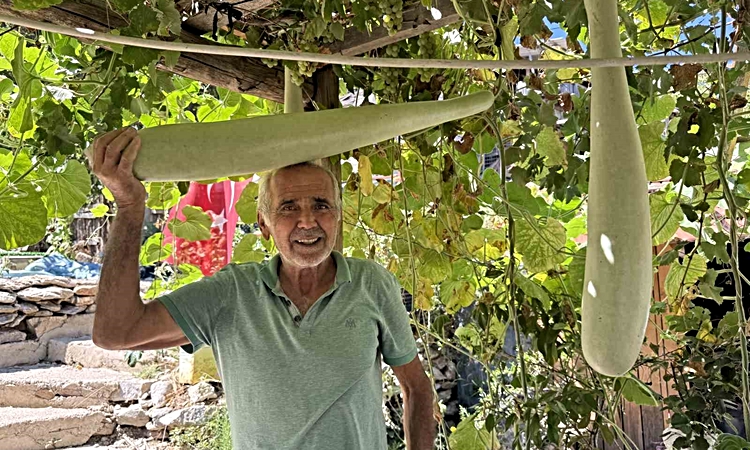 Kritik Açıklama: Antalya İbradı'da Şendur Özdoğru'nun ektiği su kabağı 96 santimetreye ulaştı - Son Dakika Bil