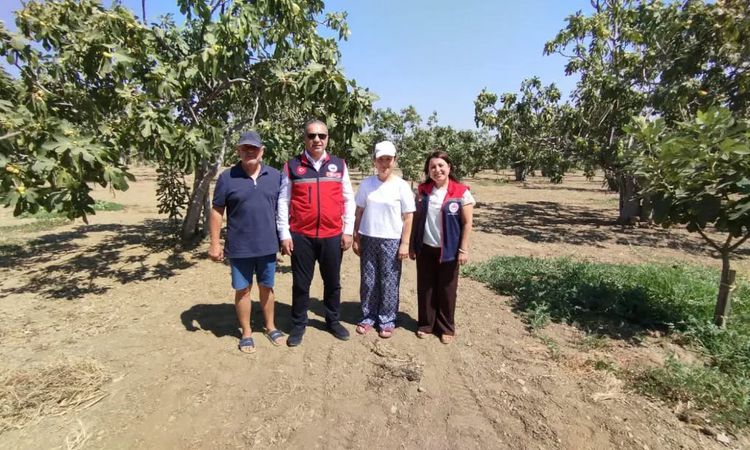Kritik Açıklama: Aydın incirinin kalitesi için sahada sıkı takip