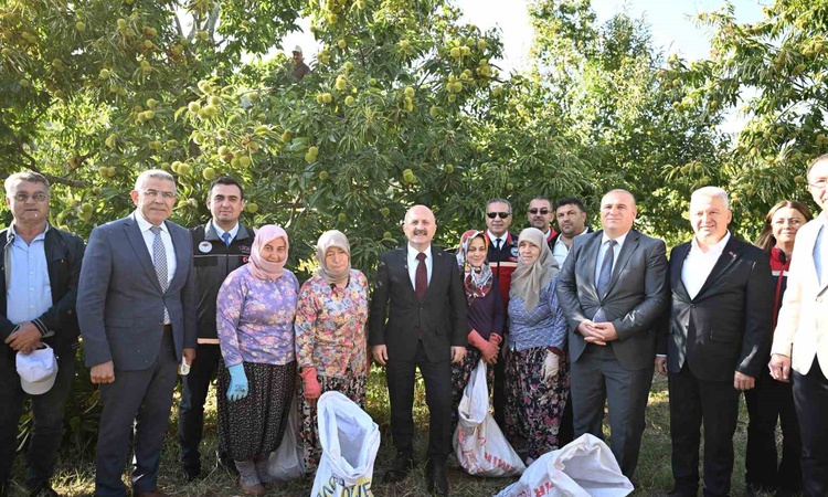 Kritik Açıklama: Aydın kestanesinde hasat resmen start aldı, kent 25 bin 362 tonla Türkiye ikincisi ve Merak E
