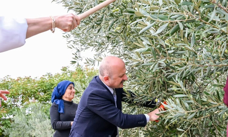 Kritik Açıklama: Aydın Valisi Varol, Dünya Kadın Çiftçiler Günü'nde zeytin hasadına katıldı | İşte Tüm Ayrıntı
