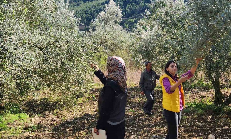 Kritik Açıklama: Bilecik'te 2026 zeytin rekoltesi için Rekolte Tespit Komisyonu saha incelemesi yaptı - Son Da