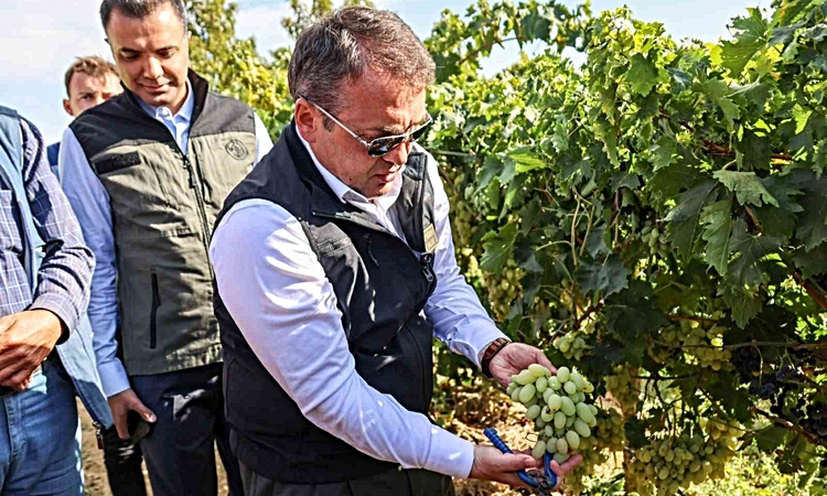 Kritik Açıklama: Bilecik’te üzüm bereketi - Son Dakika Bilgileri
