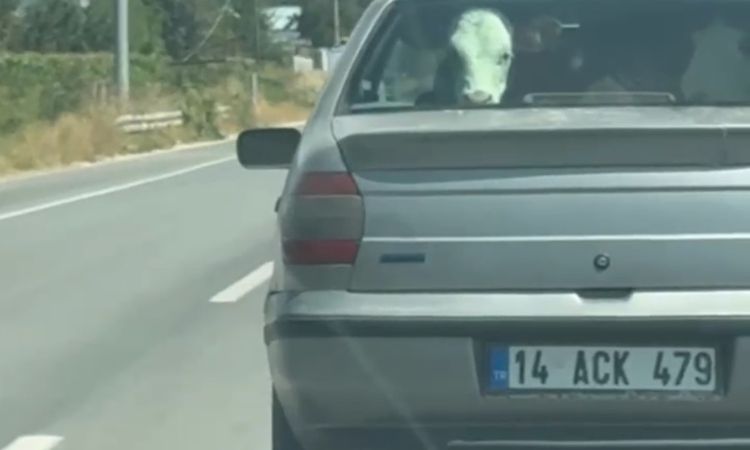 Kritik Açıklama: Bolu'da Otomobilin Arka Koltuğunda Buzağı Taşındı ve Merak Edilenler