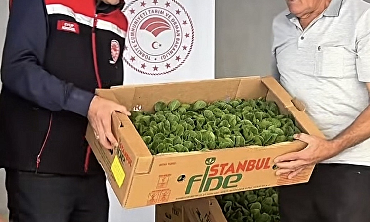 Kritik Açıklama: Burdur’da üreticilere 164 bin 500 marul fidesi dağıtıldı | İşte Tüm Ayrıntılar
