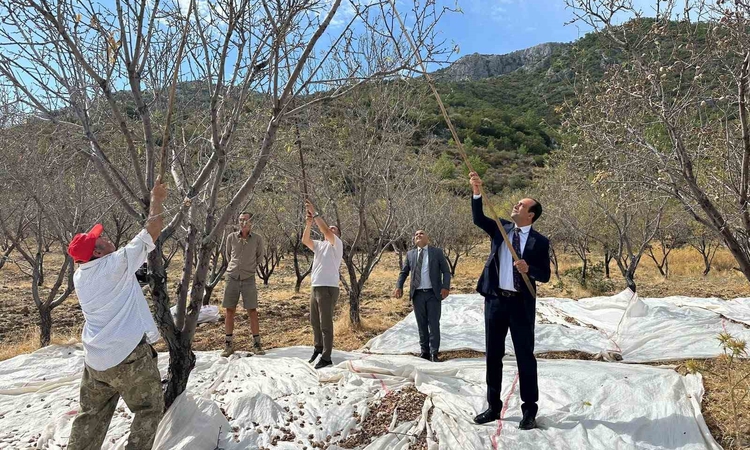 Kritik Açıklama: Datça’da badem hasadı sürüyor: Gelişmeler Takip Ediliyor