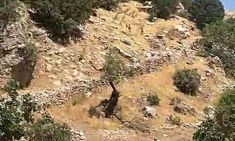 Kritik Açıklama: Diyarbakır dağları yaban keçilerine emanet | İşte Tüm Ayrıntılar