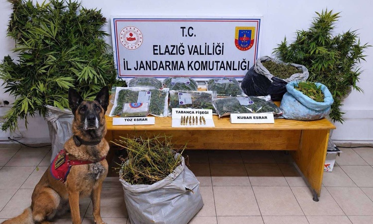 Kritik Açıklama: Elazığ'da operasyonda bin 256 kök kenevir ele geçirildi, 3 şüpheli hakkında tutuklama kararı