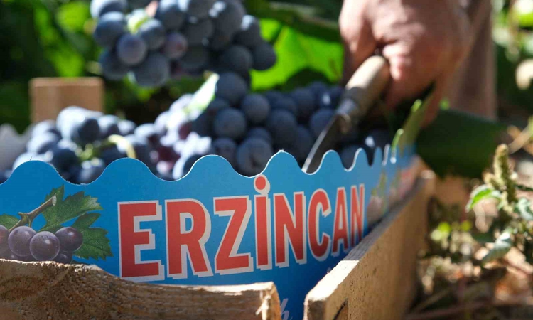 Kritik Açıklama: Erzincan'da Cimin Üzümü hasadı hızlandı, fiyat 75 liraya kadar gerileme kaydetti | İşte Tüm A