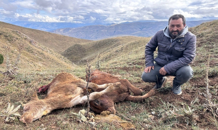 Kritik Açıklama: Erzincan'da çobanın müdahalesine rağmen ayı 2 buzağıyı telef etti: Gelişmeler Takip Ediliyor